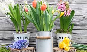 ideas for spring flowering bulbs the