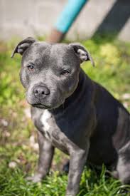 The staffordshire bull terrier possesses tremendous stamina and must have plenty of exercise, which needs to include a daily walk or jog. The Face Of A Proud Mother Blue Staffordshire Bull Terrier Dogs Pets Puppy Puppies Do Staffy Dog Staffordshire Bull Terrier Puppies Staffy Bull Terrier