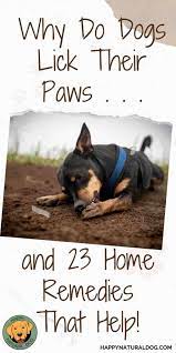 home remes for dogs licking their paws