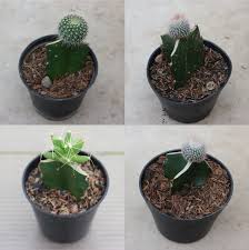 6 jenis kaktus mini yang unik dan indah yang harus diketahui pecinta tanaman hias. Kaktus Unik Hiasan Rumah Botanyland Kaktus Grafting