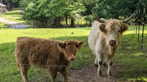 highland cow can they be milked