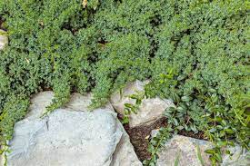 10 sedum stonecrop varieties to plant