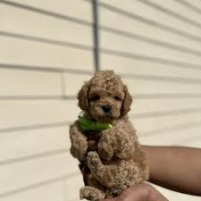 top 10 best toy poodle in houston tx