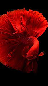 red fish wallpapers mobcup