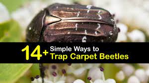 clever carpet beetle traps that work
