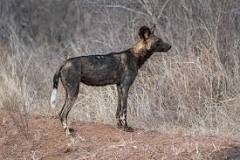 African Wild Dog - wildlife of kenya by Nicolas Urlacher