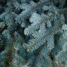 blue spruce trees colorado