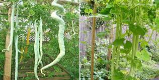 The weight of the gourd pulled it in a sort of an s shape, so it takes on the form of a striking snake. Snake Gourd Container Gardening A Full Guide Gardening Tips