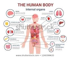Female internal organs, by vesalius. Human Anatomy Internal Organs Vector Illustration C Robuart 679558 Stockfresh