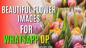 beautiful flower images for whatsapp dp