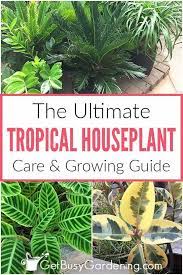 Draughts, air conditioning and heating ducts usually have an adverse effect on most tropical plants. Tropical Houseplant Care Guide How To Grow Tropical Plants Indoors House Plant Care Fertilizer For Plants Plants