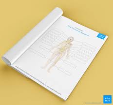 An online study guide to learn about the structure and function of the human nervous system parts using interactive animations and diagrams demonstrating all the essential facts about its organs. Nervous System Anatomy Practice Quizzes And More Kenhub