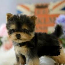 new realistic yorkshire terrier puppy
