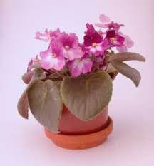 Designed for the african violet enthusiast, this course covers everything from potting and home study course for growing african violets and african violet care for african violet potting mixes. The Care And Feeding Of African Violets Thriftyfun