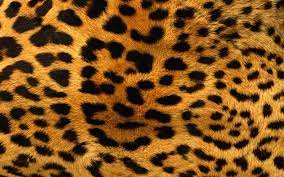 43 hd leopard print wallpaper