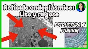 retículo endoplásmico liso y rugoso