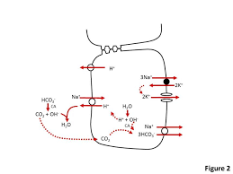 acid base disorders metabolic