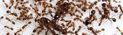 sustainable fire ant control