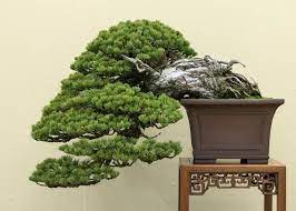 care guide for pine bonsai species