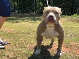 • they will one day be pitbull dogs. Xl Xxl Pitbull Puppies For Sale Bully Xl Puppies