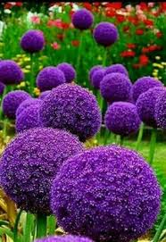 3527 Best Purple Flowers Images In 2019 Purple Flowers