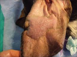 treatment for your dog s ear hematomas