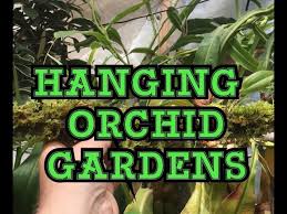 Hanging Orchid Garden Tips 1080p