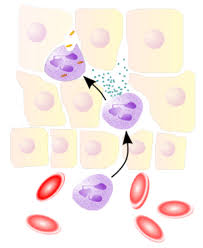 leukocytes physiopedia