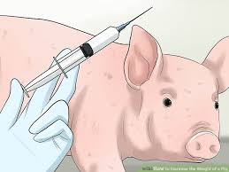 3 Ways To Increase The Weight Of A Pig Wikihow