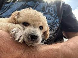 toy poodle dogs puppies gumtree