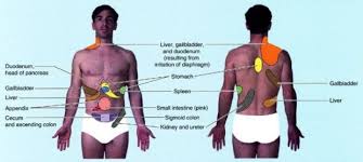 referred pain physical exam stanford