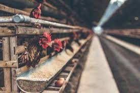 Seperti hewan lainnya, dalam beternak ayam bangkok, pakan menjadi faktor yang sangat penting. Cara Membuat Kandang Ayam Sederhana Cocok Untuk Semua Jenis
