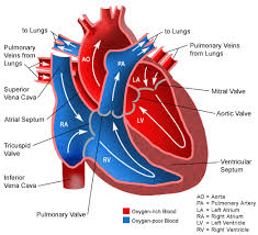 Anatomy Of The Heart Blood Flow Through The Heart And The