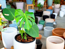 colorful ceramic plant pots