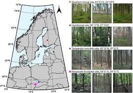 forest floor in european forests