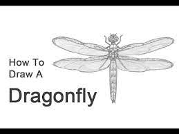 how to draw a dragonfly you