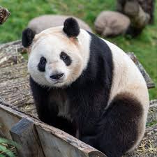 remember the panda dog pethelpful
