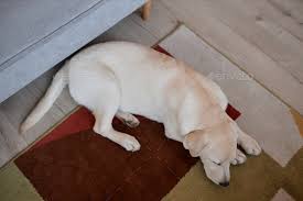 top view of cute white dog sleeping on