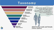 what-are-the-four-types-of-taxonomy