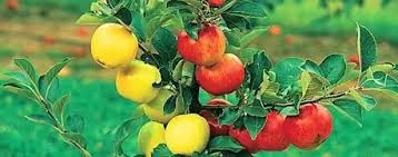 Grafting ornamental plants and fruit trees. Is There A Tree Called The Fruit Salad Tree That Sprouts 3 To 7 Different Fruits In The Same Tree Quora