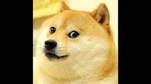Tan akita dog, doge, memes, face, full frame, large group of objects. 200 Luxury Doge 1080x1080 For You Left Of The Hudson
