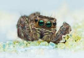 What Do Spiders Eat Diet Of Common