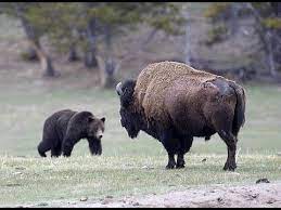Buffalo vs Grizzly Bear - Wild Animal Interaction — The Hunting page
