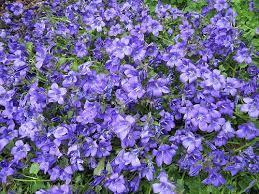 We did not find results for: Blue And Purple Flowering Plants That Grow Easily In Central Florida Purple Flowering Plants Violet Plant Purple Flowers