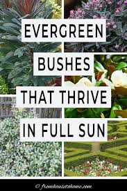 evergreen shrubs for full sun the best