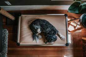 The 17 Best Durable Dog Beds The Dog