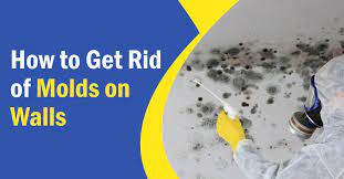 How To Get Rid Of Molds On Wall If You