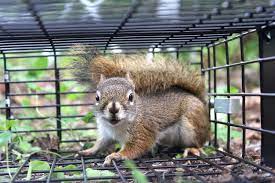 cost to get rid of a squirrel