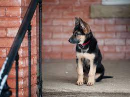 The german shepherd dog is unusually intelligent and unconditionally loyal, obedient, brave, and protective. Choosing A German Shepherd Puppy