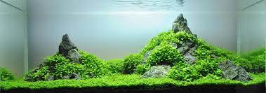 what aquarium plants need co2